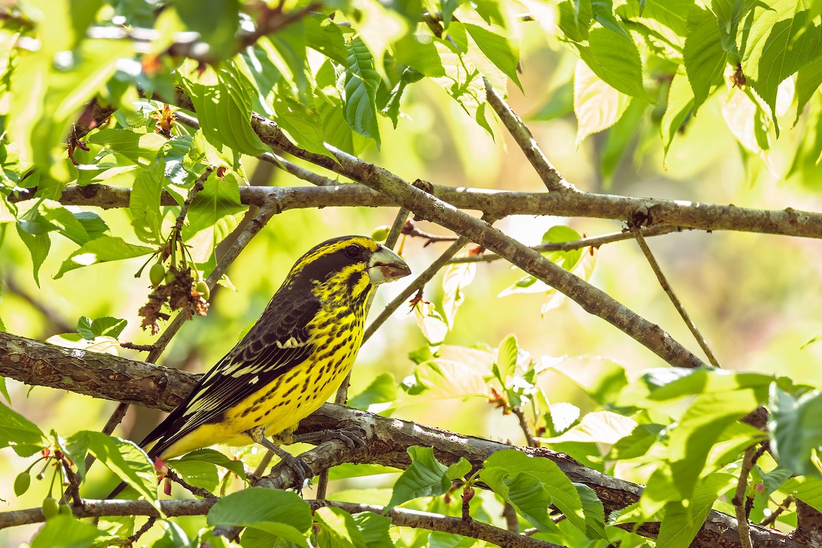 Spot-winged Grosbeak - ML631071078
