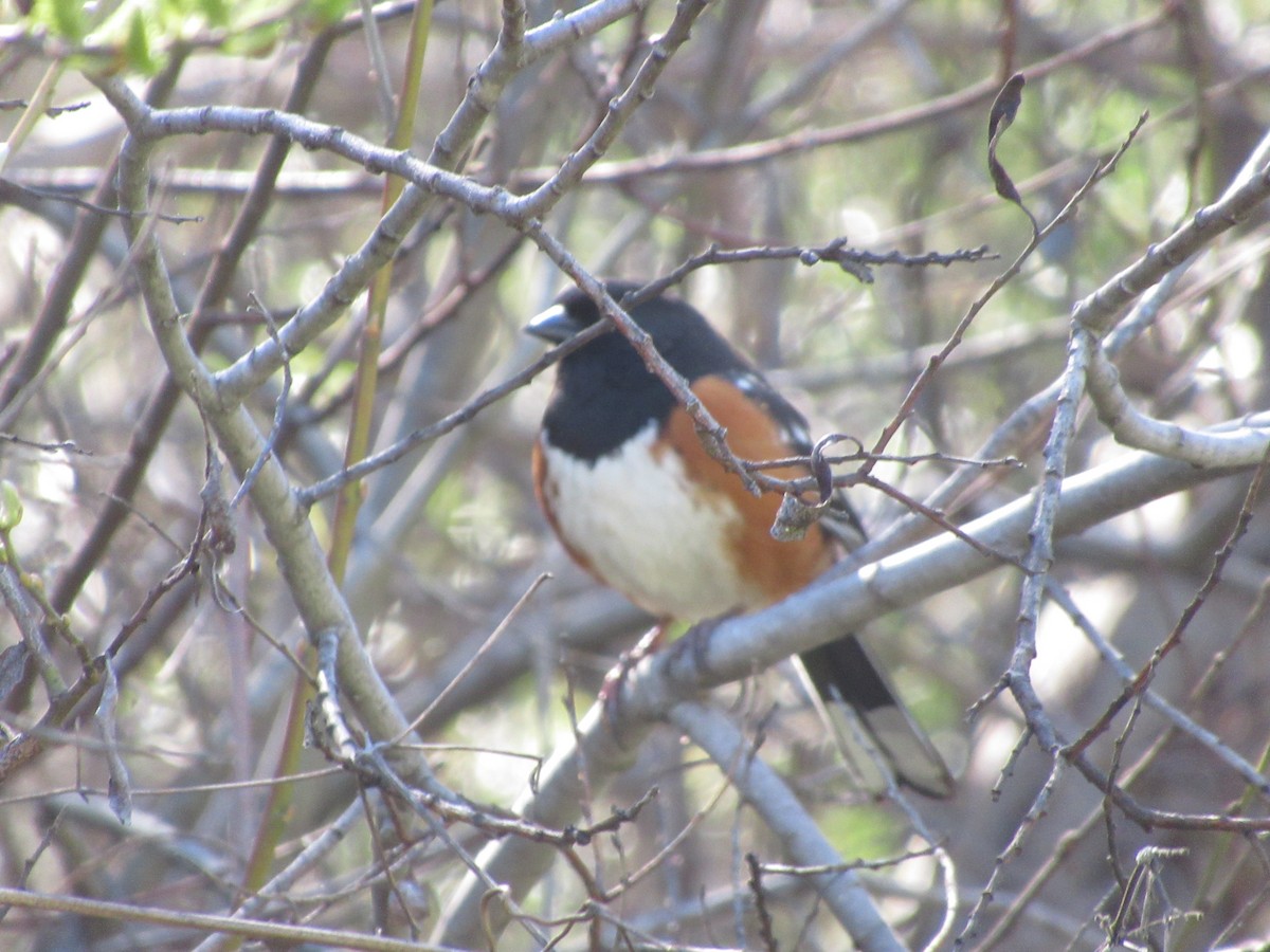Spotted Towhee - ML631071212
