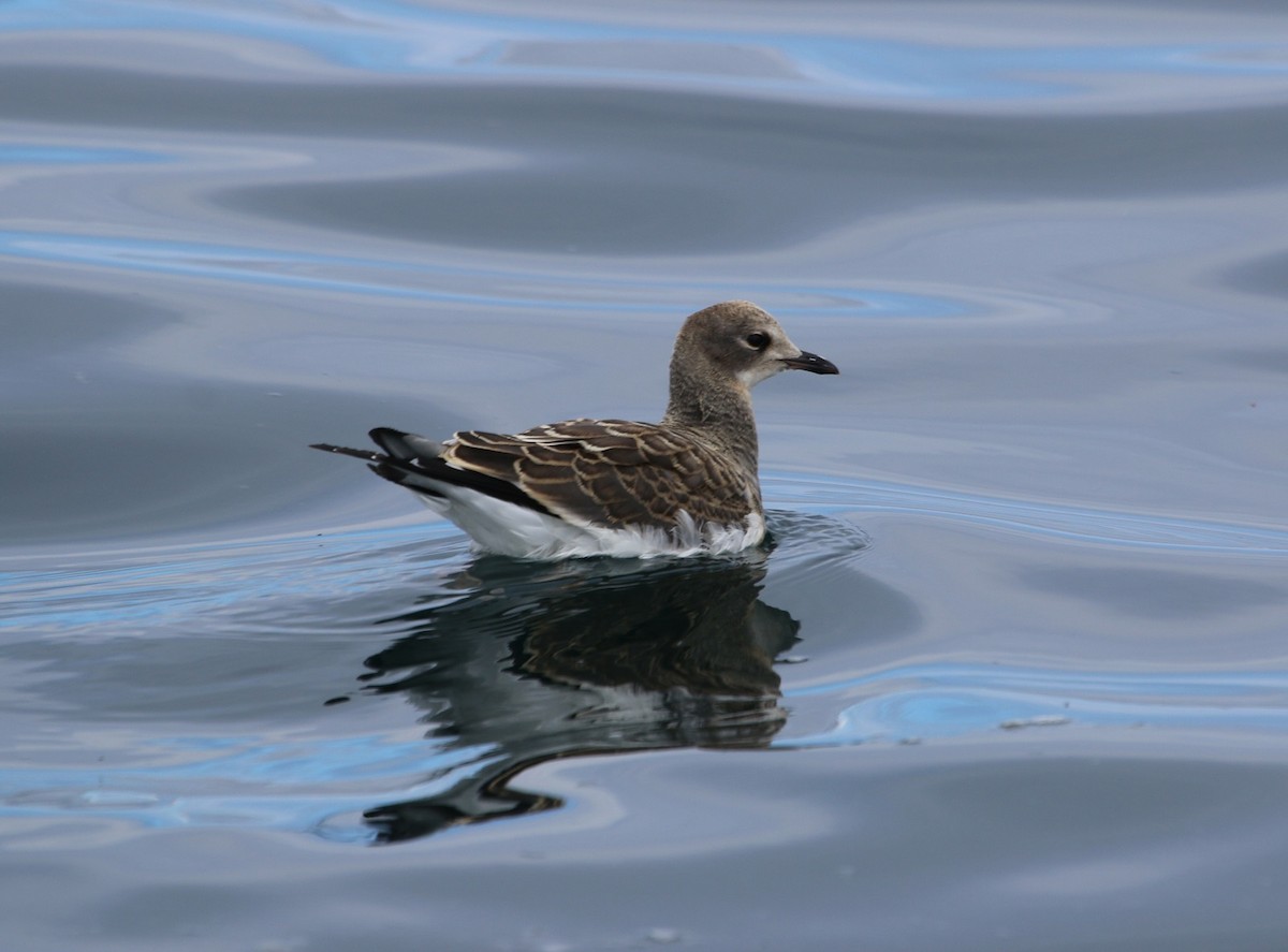 Sabine's Gull - ML631071513
