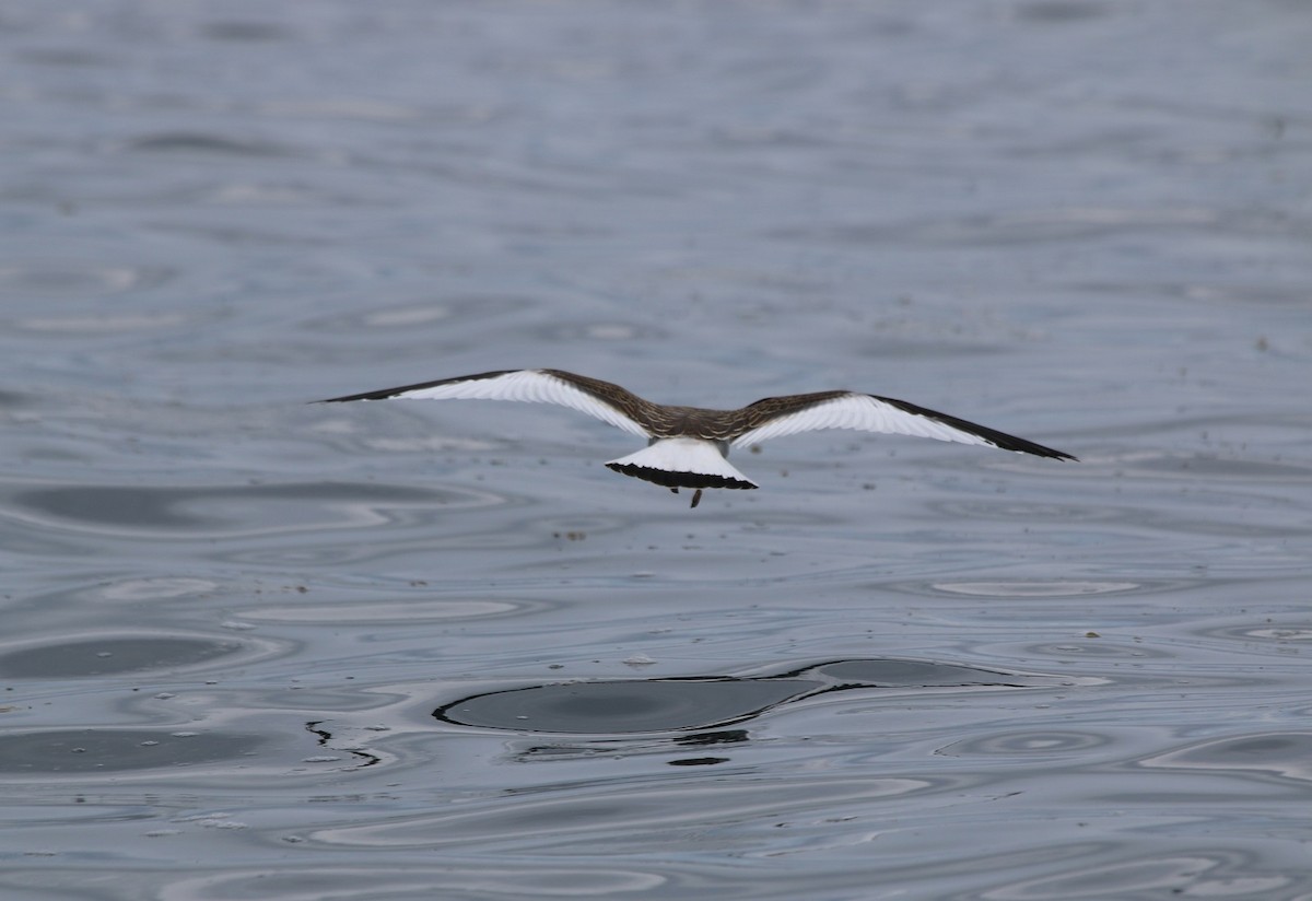Sabine's Gull - ML631071514