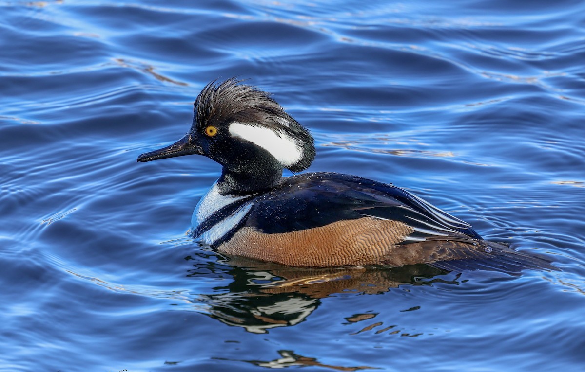 morčák chocholatý - ML631071607