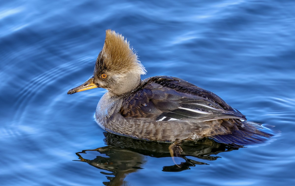 morčák chocholatý - ML631071608