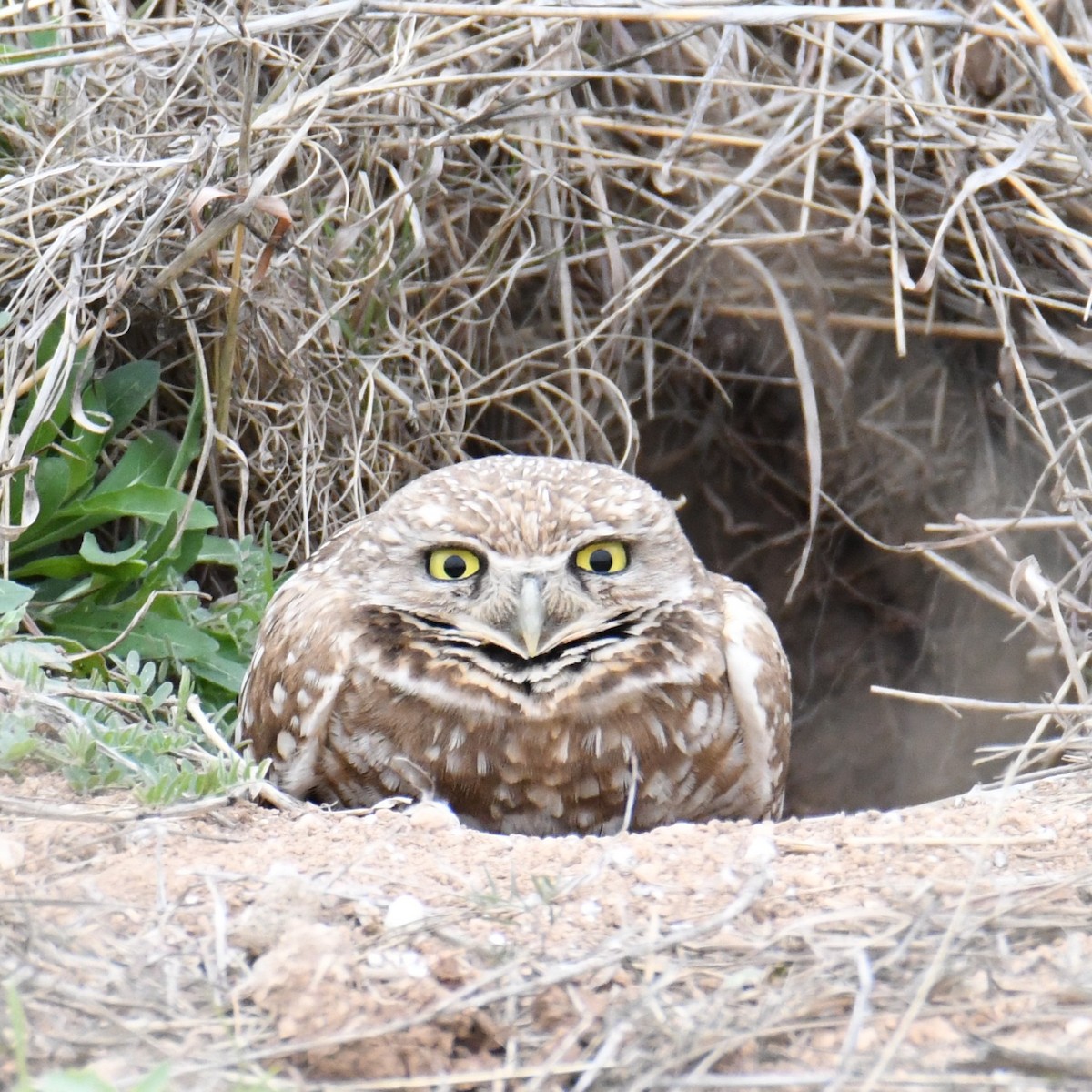 Burrowing Owl - ML631071709