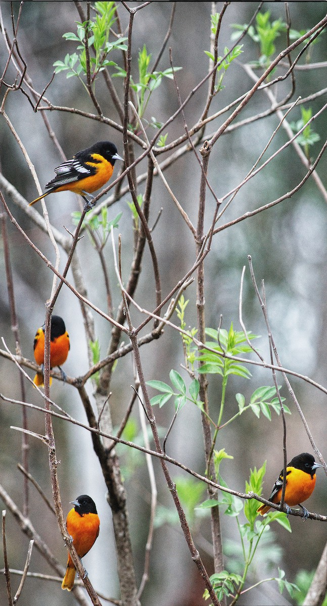 Baltimore Oriole - ML631071900