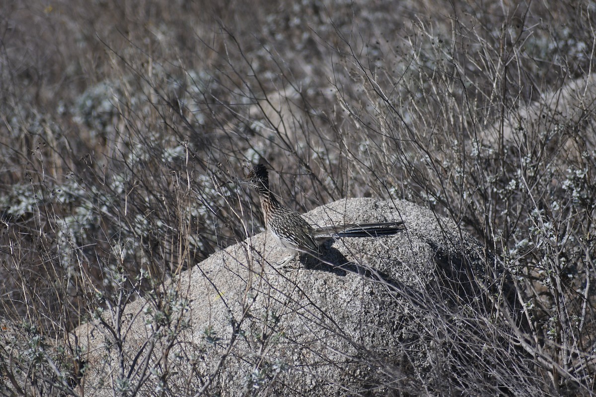 Greater Roadrunner - ML631071933