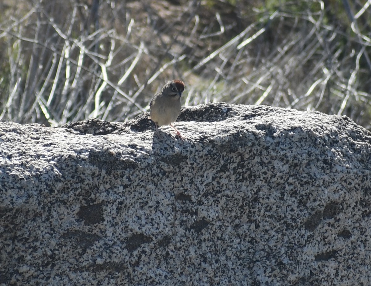 Rufous-crowned Sparrow - ML631071946