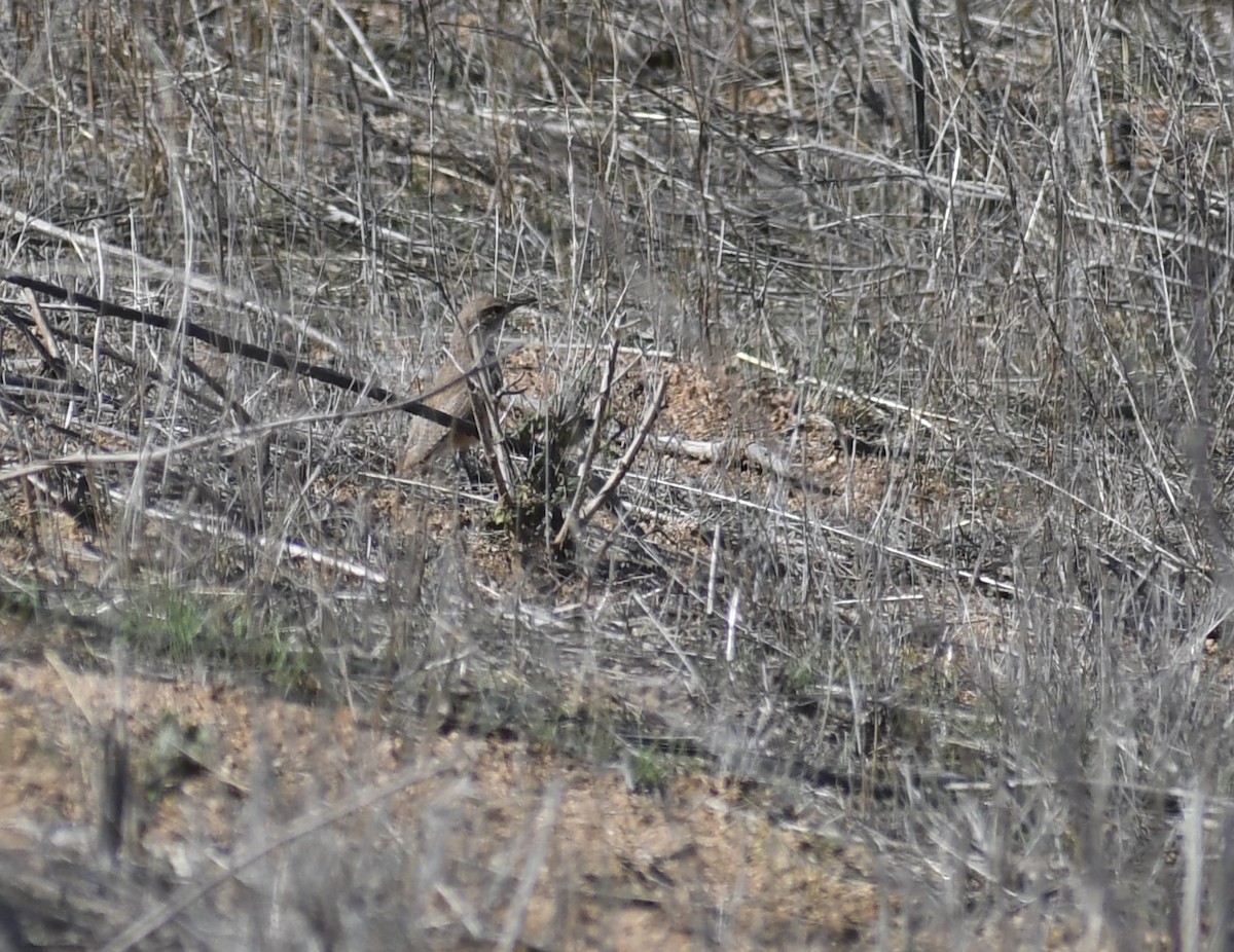 Rock Wren - ML631071949