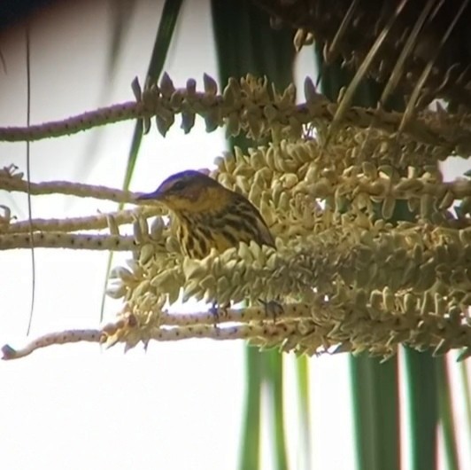 Cape May Warbler - ML631072013