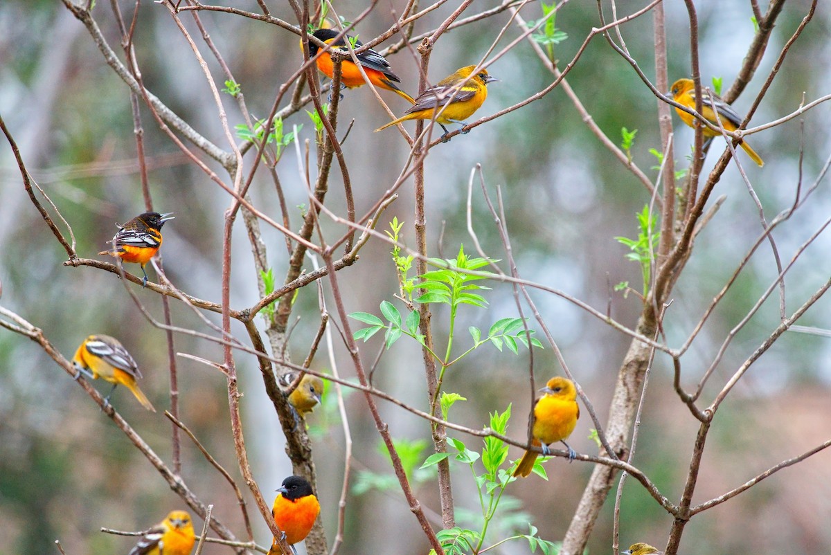 Baltimore Oriole - ML631072017