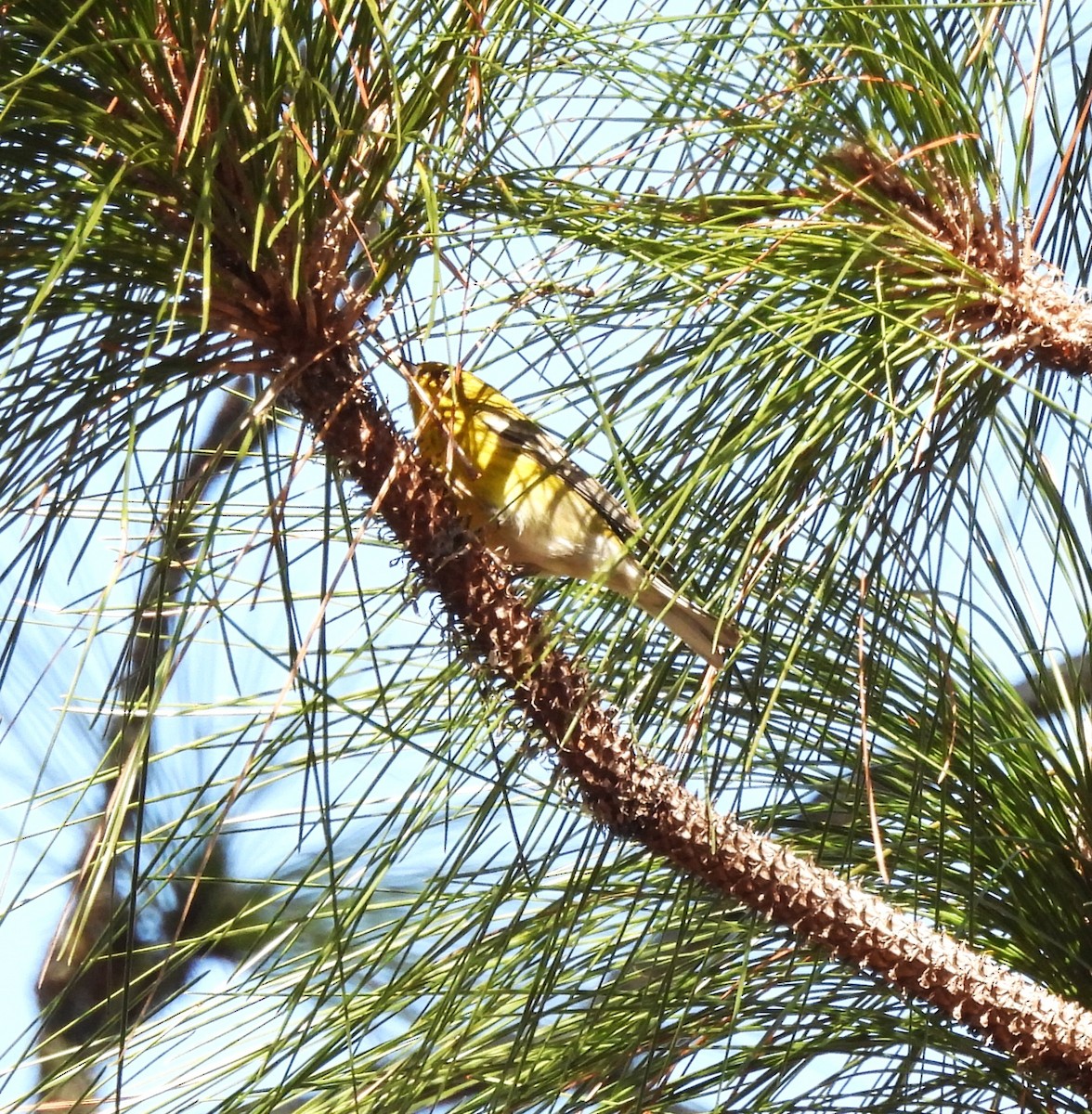 Pine Warbler - ML631072048