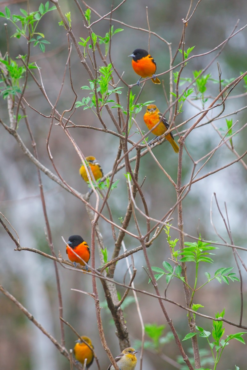 Baltimore Oriole - ML631072093