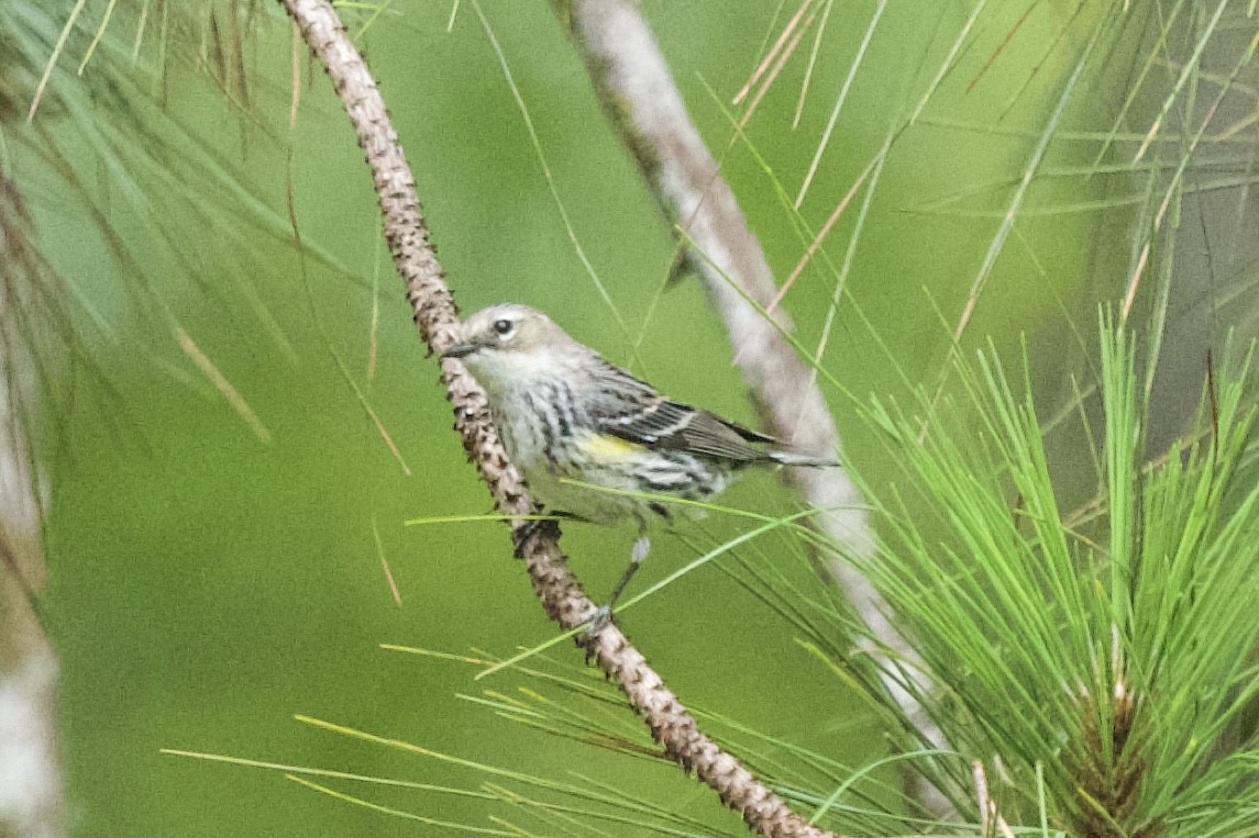 Yellow-rumped Warbler - ML631072123