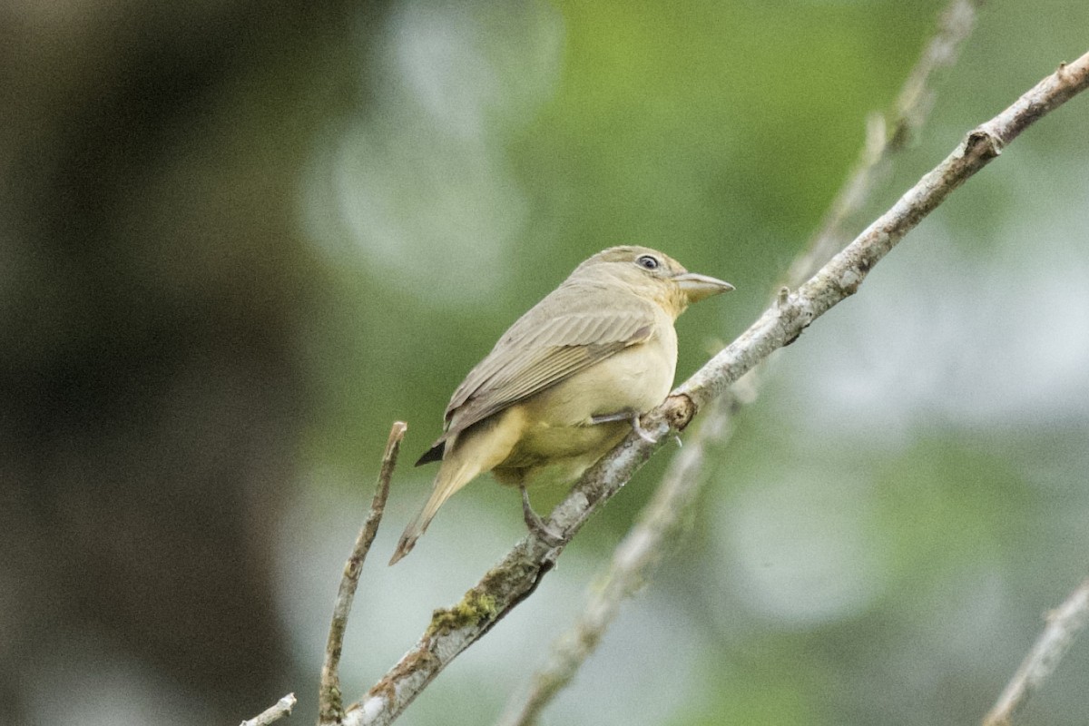 Summer Tanager - ML631072131