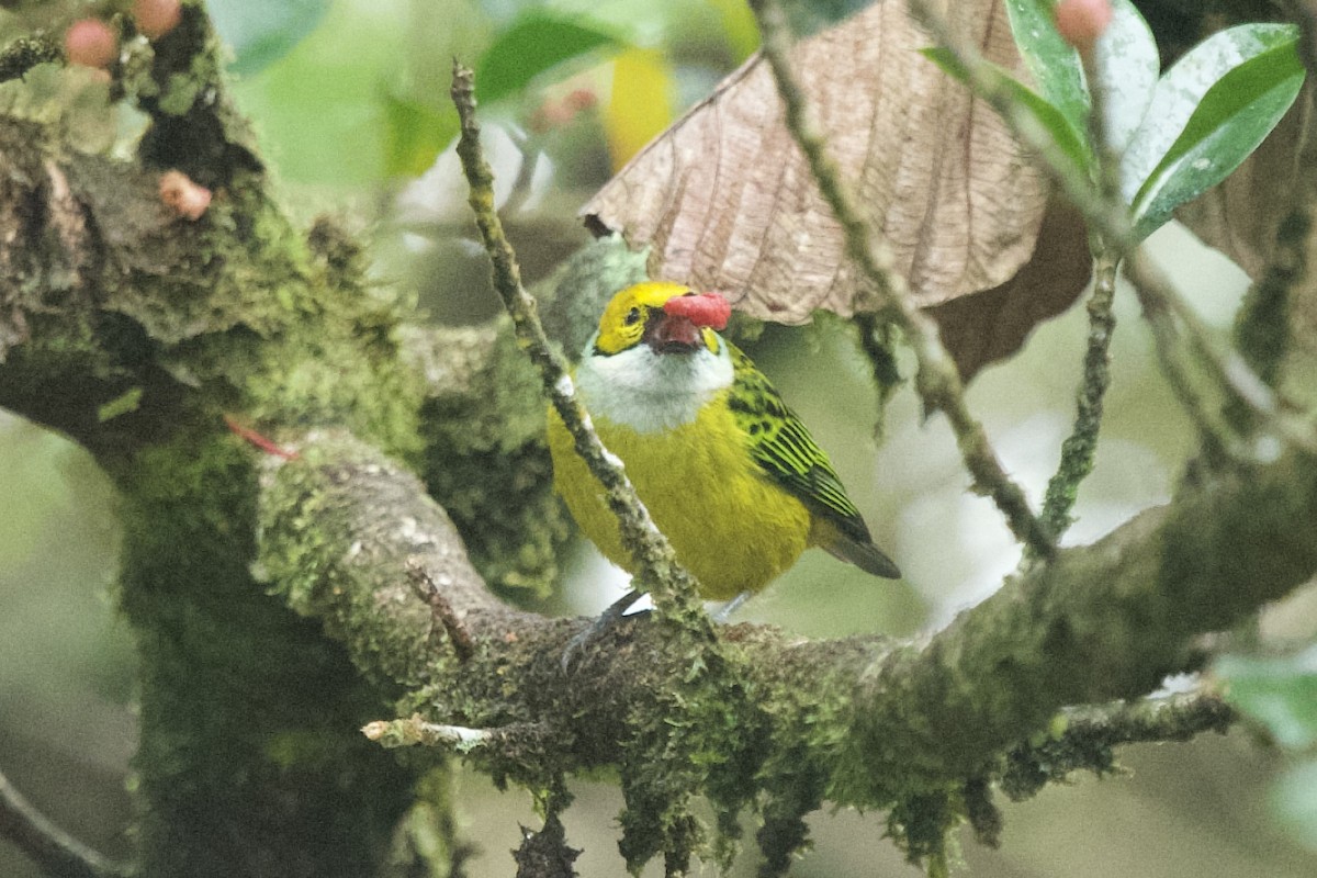 Silver-throated Tanager - ML631072259