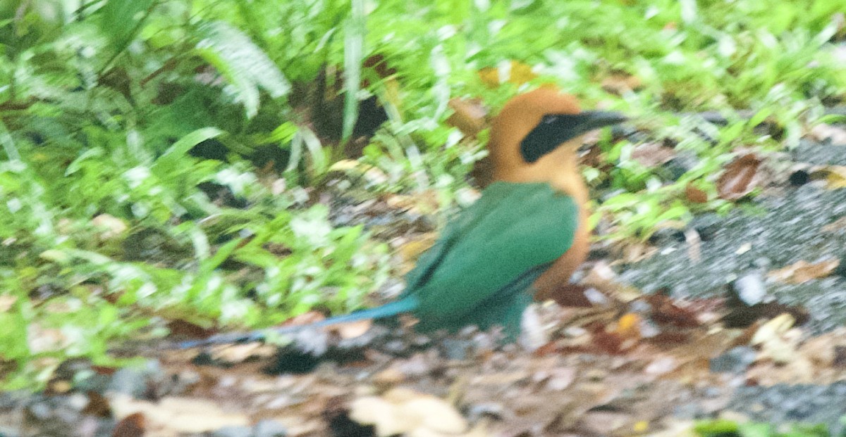 Rufous Motmot - ML631072313