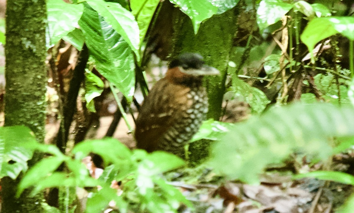 Black-crowned Antpitta - ML631072342