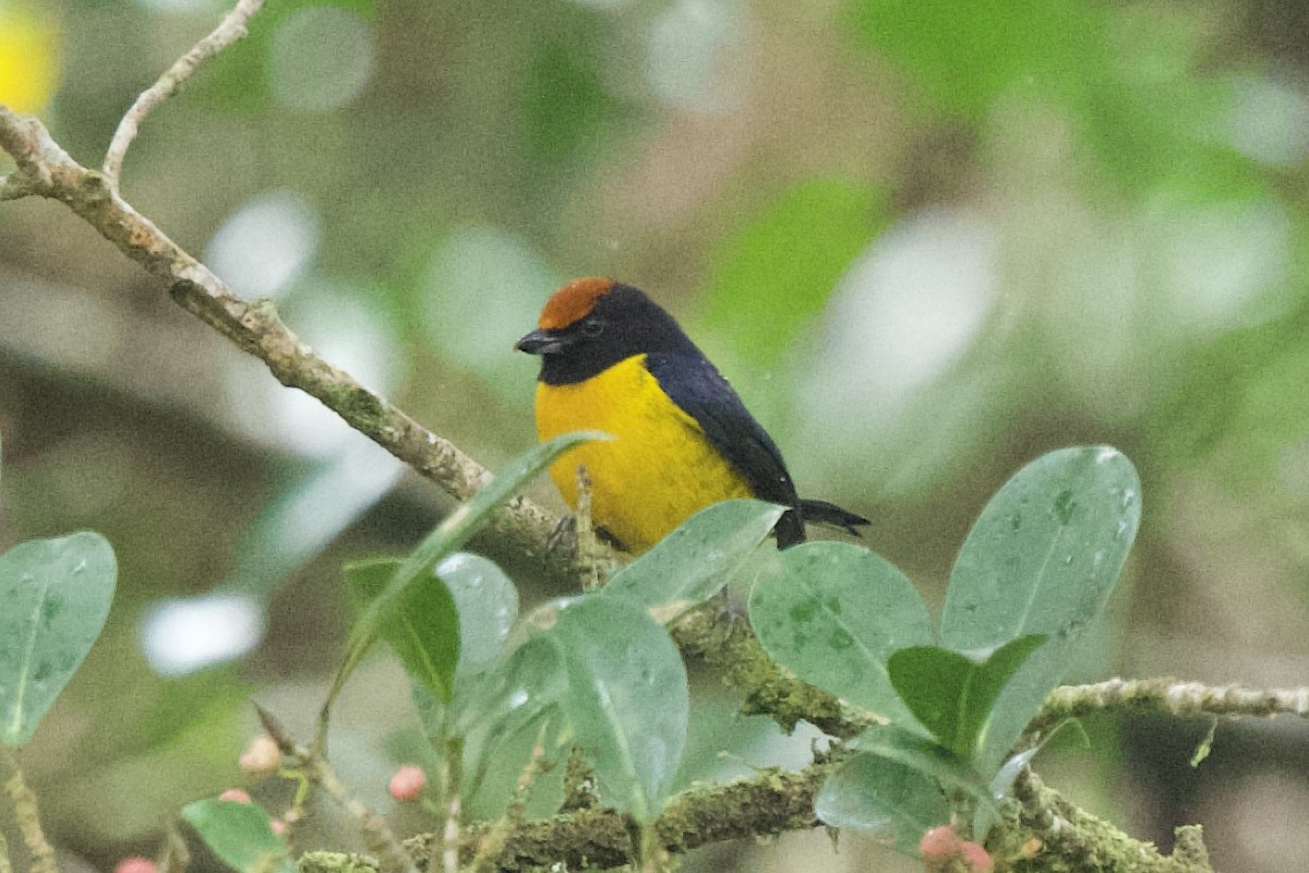 Tawny-capped Euphonia - ML631072365