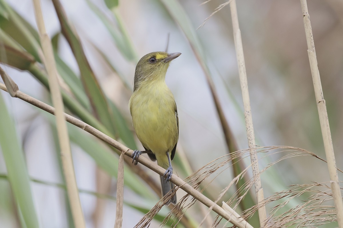 Mangrove Vireo - ML631072423