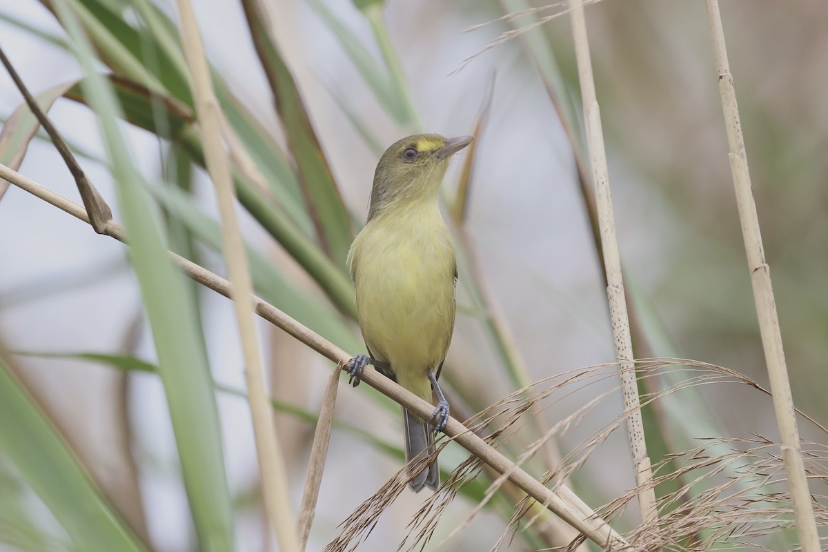 Mangrove Vireo - ML631072424