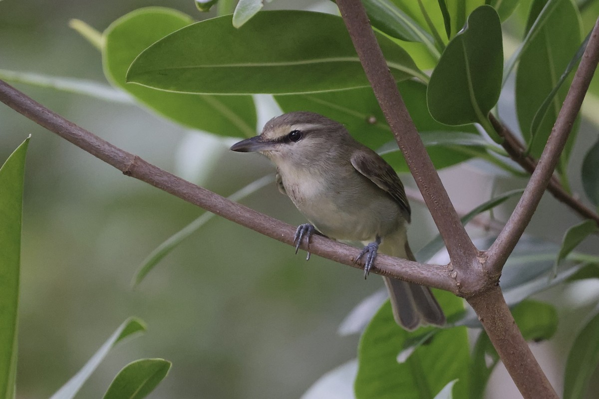 Yucatan Vireo - ML631072455