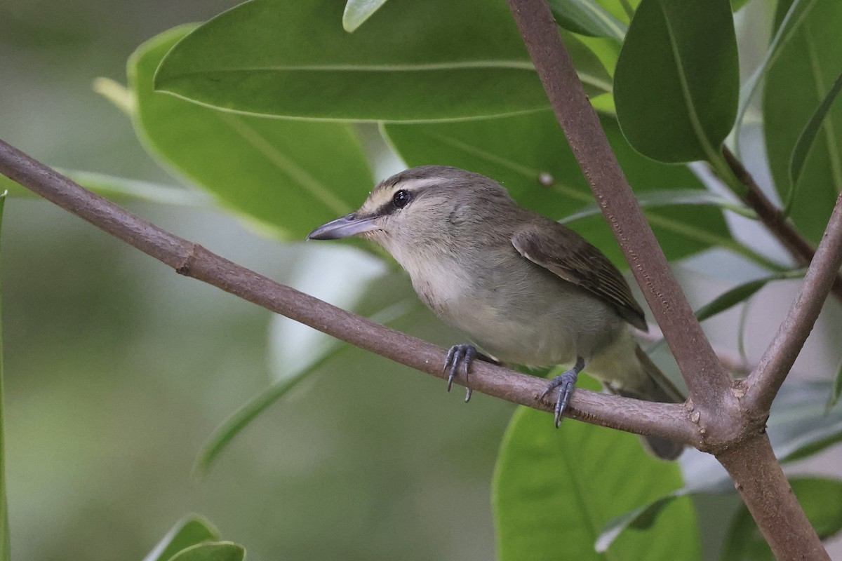 Yucatan Vireo - ML631072456