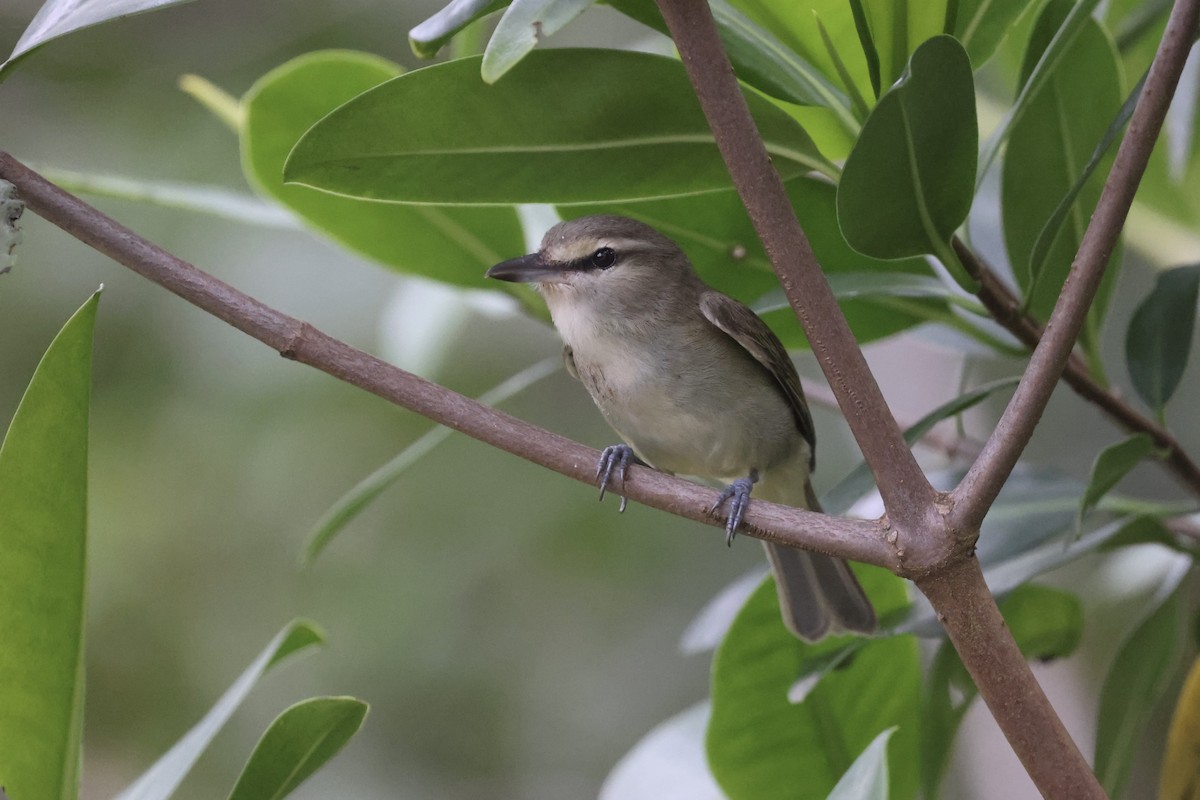 Yucatan Vireo - ML631072457