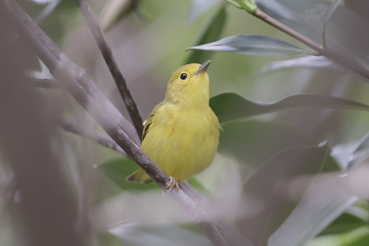 Yellow Warbler - ML631072475