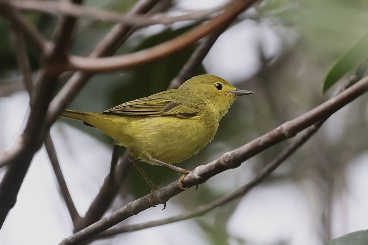 Yellow Warbler - ML631072476