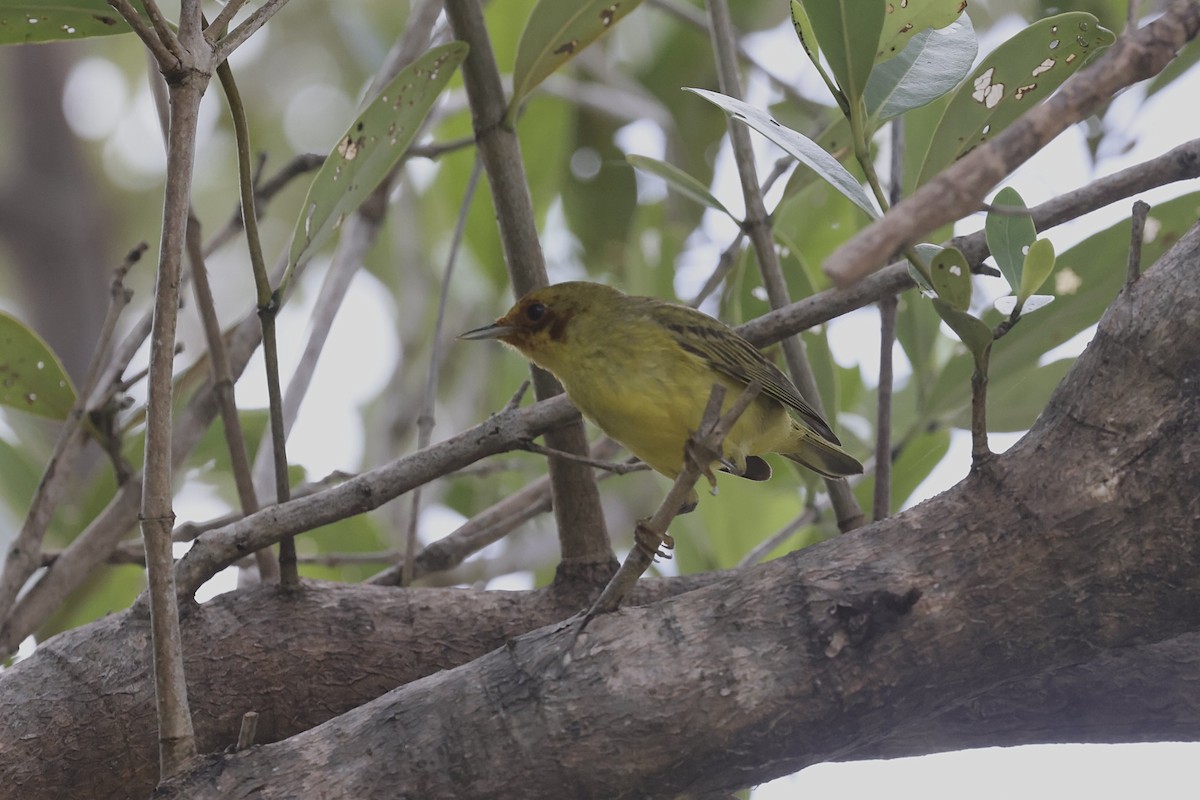 Yellow Warbler - ML631072477