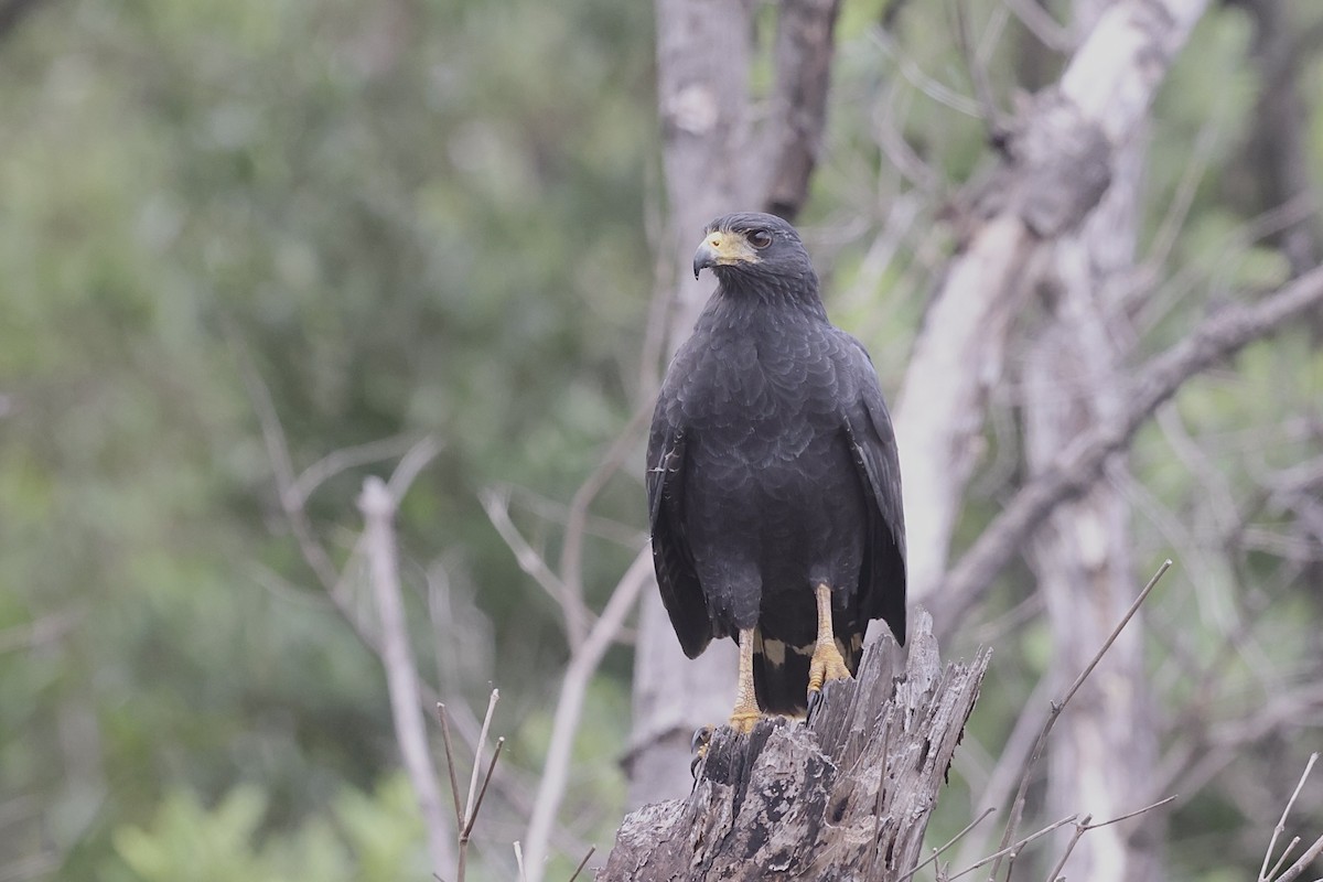 Common Black Hawk - ML631072503