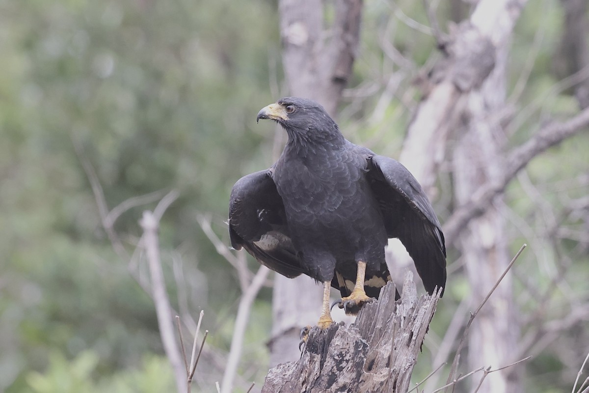 Common Black Hawk - ML631072504