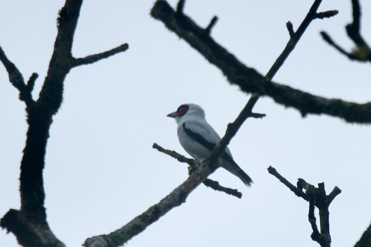 Masked Tityra - ML631072576