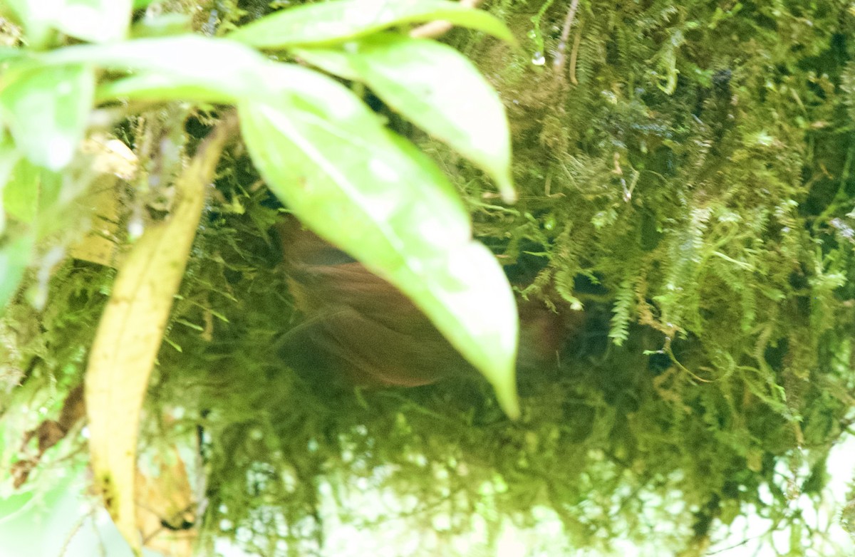 Red-faced Spinetail - ML631072684