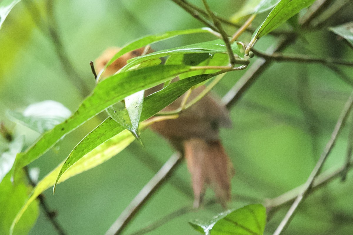Red-faced Spinetail - ML631072685