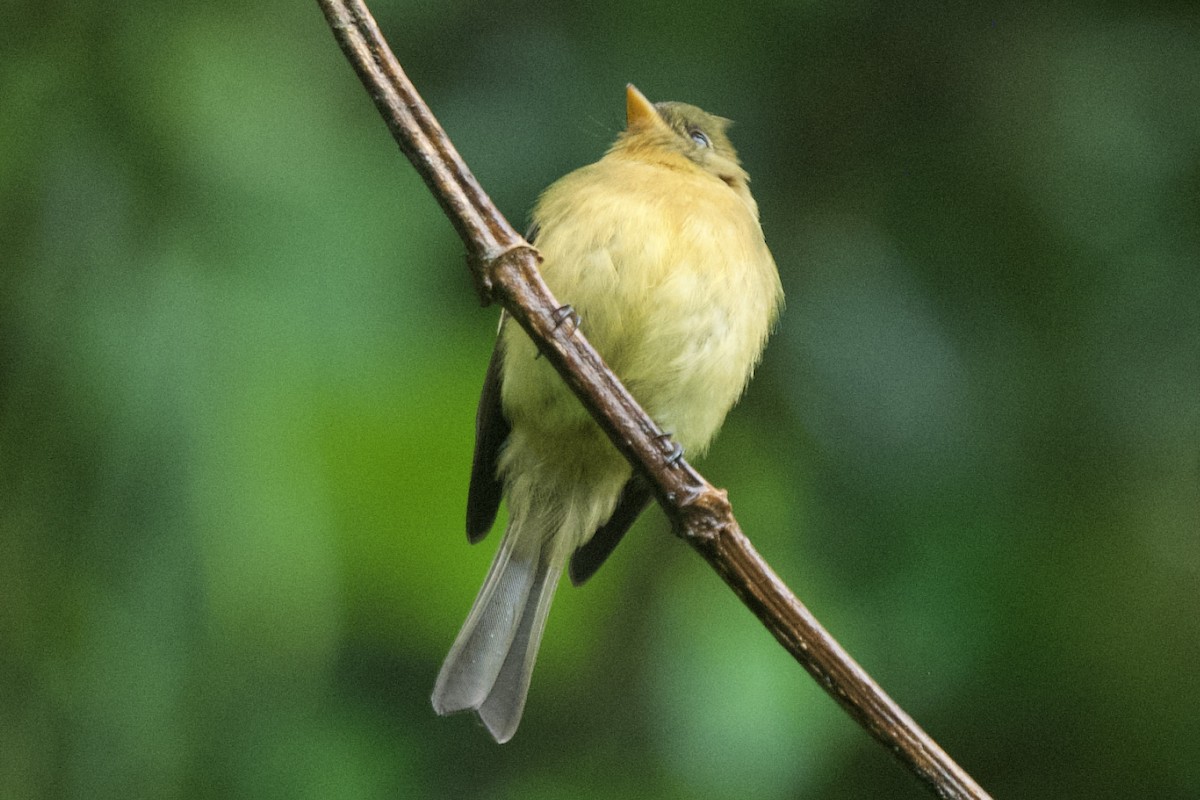 Tufted Flycatcher - ML631072772