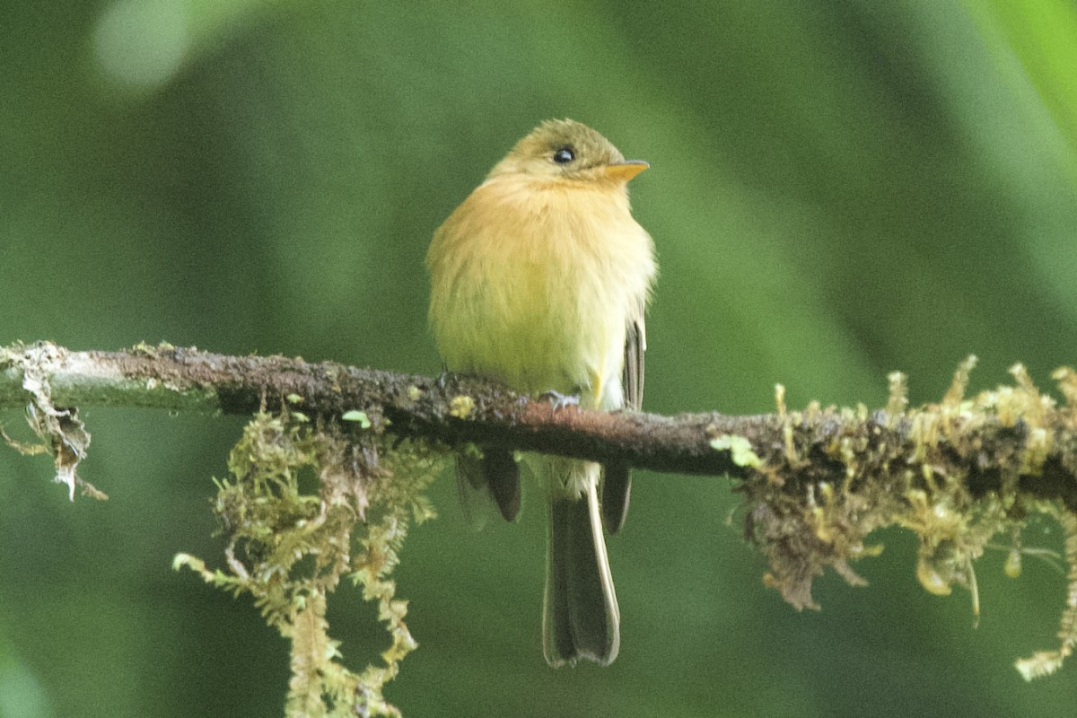 Tufted Flycatcher - ML631072773