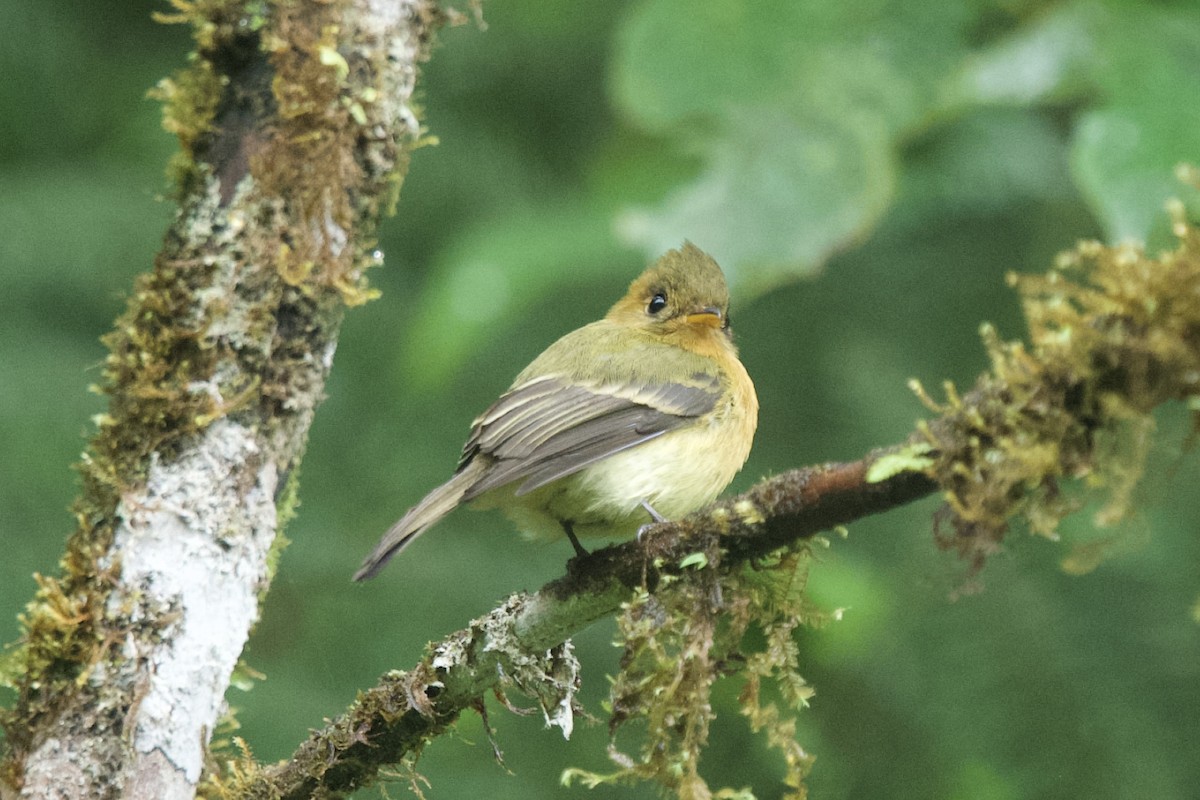 Tufted Flycatcher - ML631072774