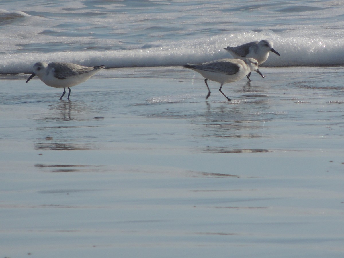 Sanderling - ML631072853