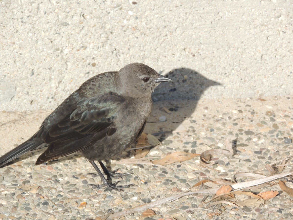 Purpurstärling - ML631072870