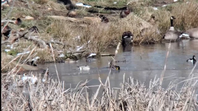 Northern Pintail - ML631072891