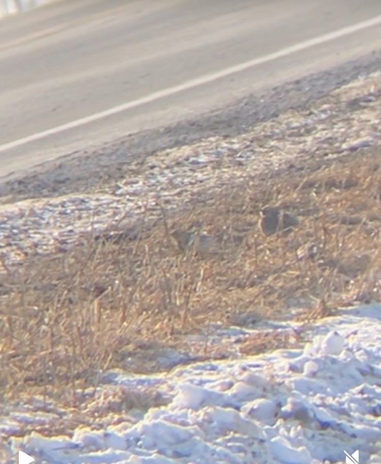 Western Meadowlark - ML631073044