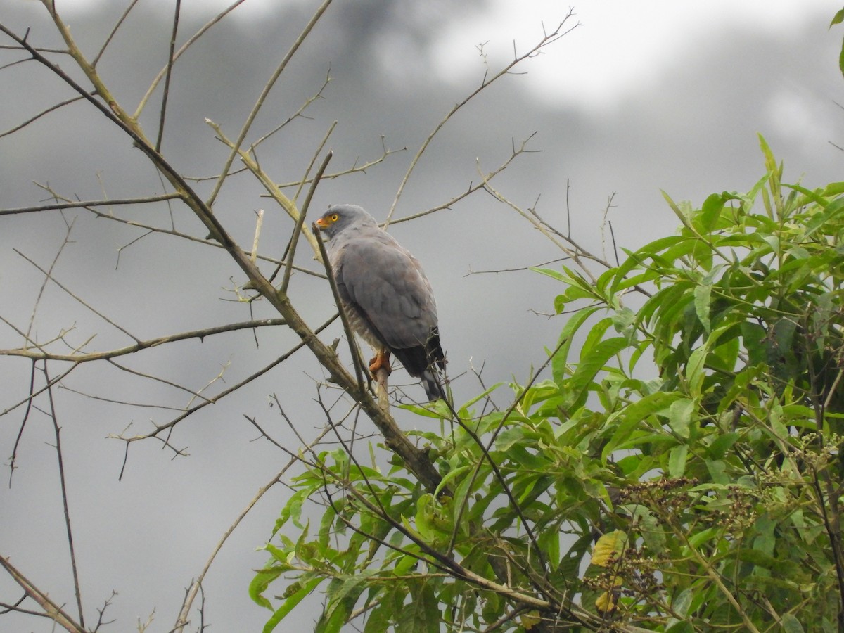 Roadside Hawk - ML631073228