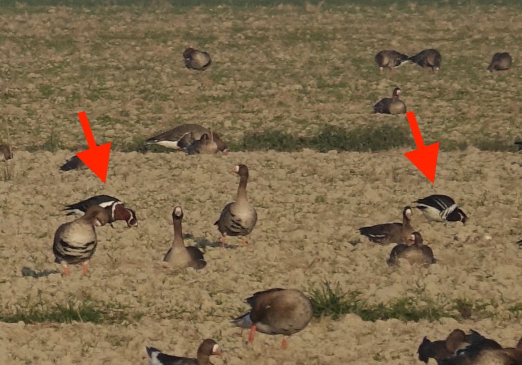 Oca collorosso - ML631073275