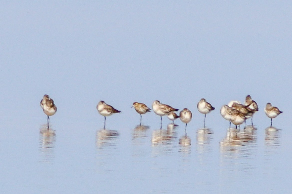 kulík pacifický - ML631073312