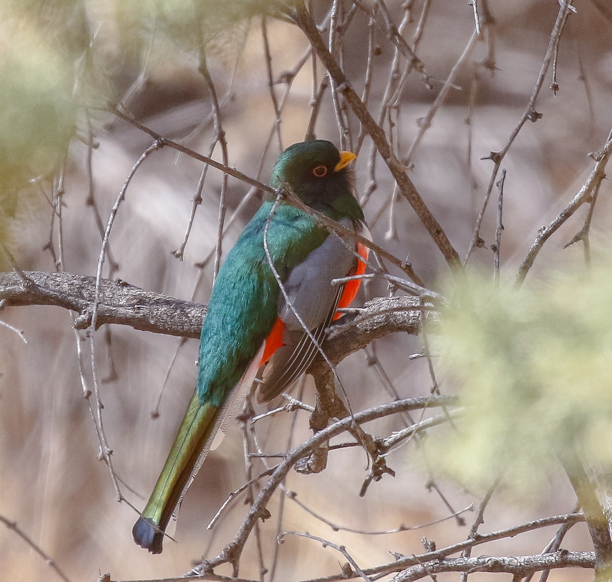 Elegant Trogon - ML631073952