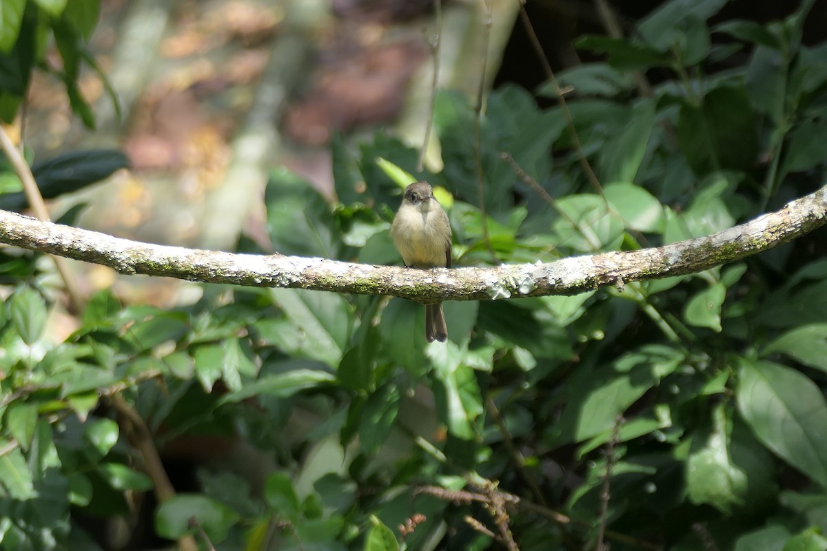 Hispaniolan Pewee - ML631074437