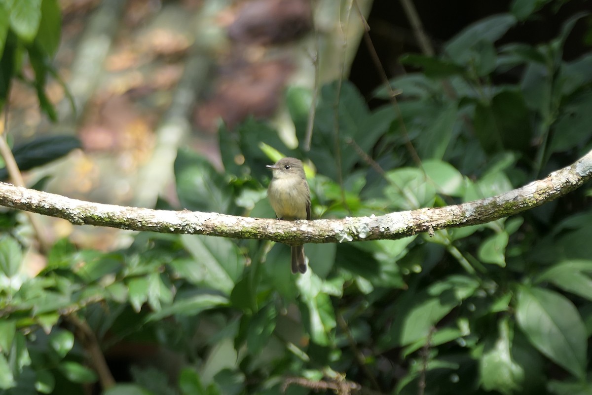 Hispaniolan Pewee - ML631074438