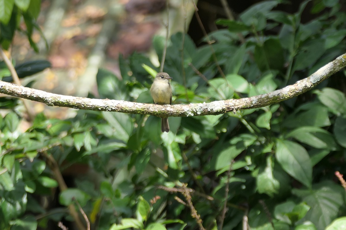 Hispaniolan Pewee - ML631074439