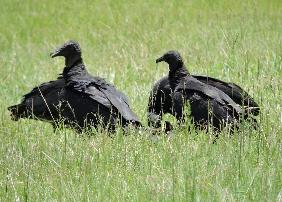 Black Vulture - alice horst