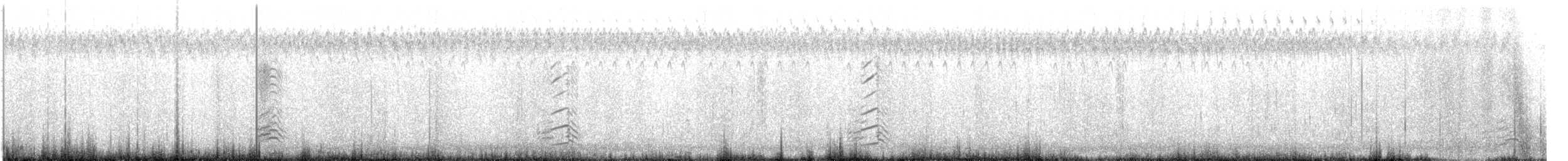 Paradise Shelduck - ML631074691